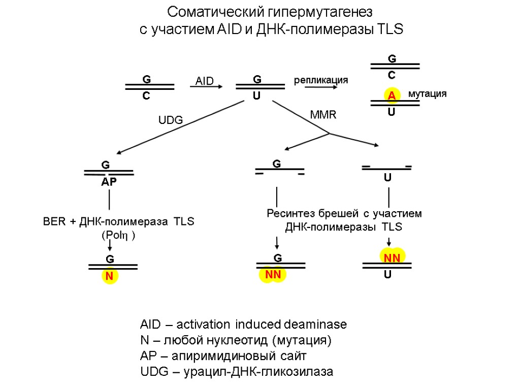 Соматический гипермутагенез с участием AID и ДНК-полимеразы TLS AID – activation induced deaminase N